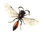 native sphecid wasp