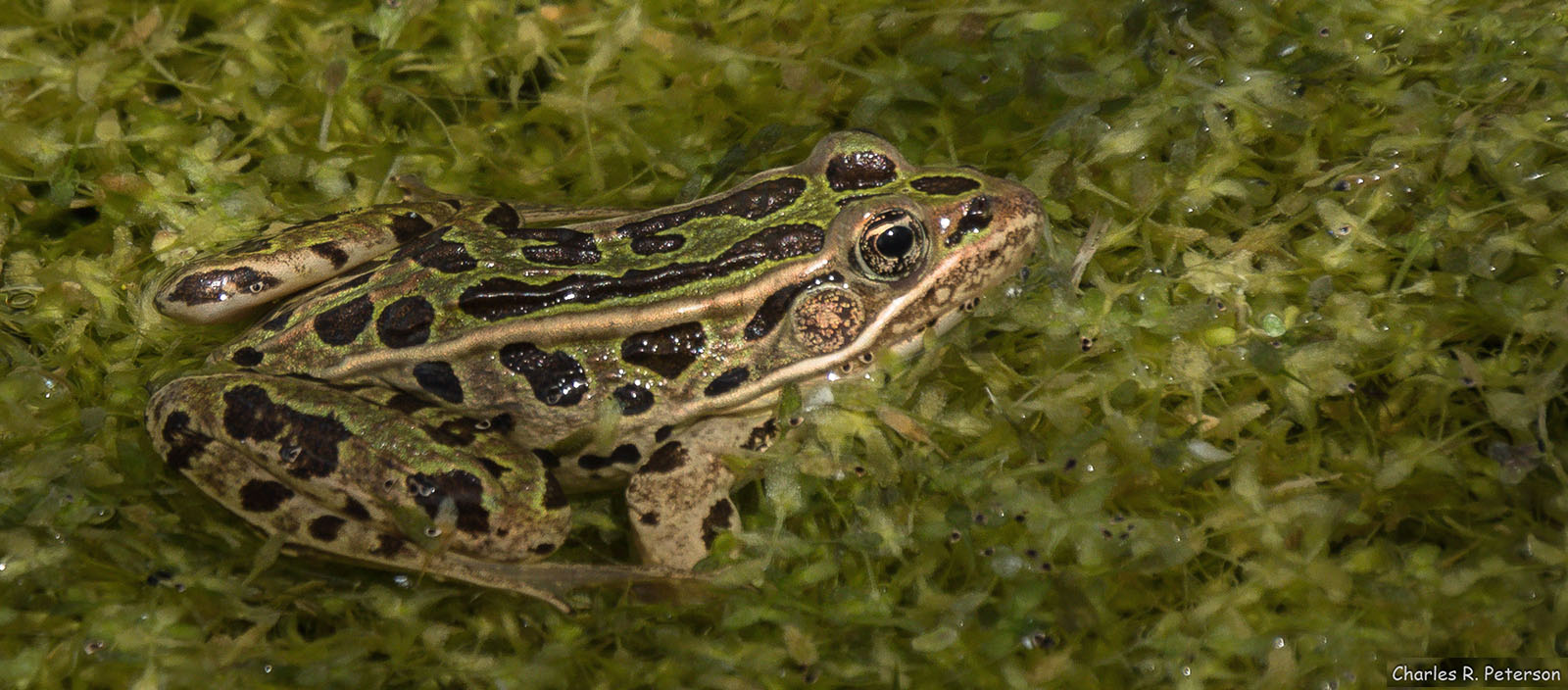 Northern Leopard Frog at O'Neall Ecological Reserve