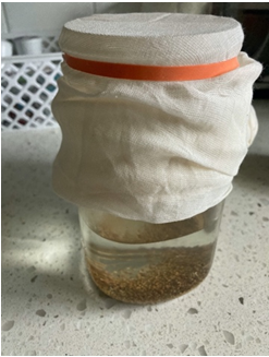 mason jar with water and seeds inside- cheesecloth on top, rubber band over cheesecloth