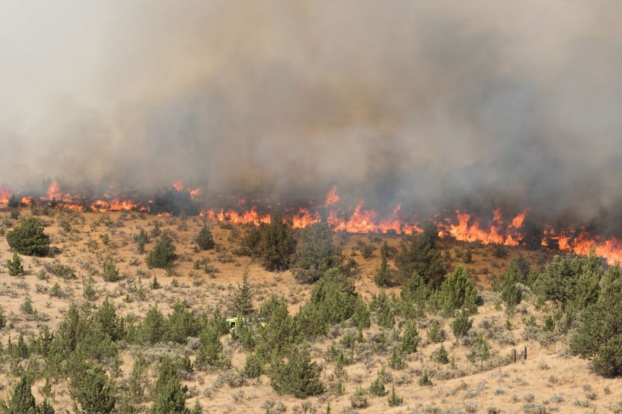 WIld fire on a field with trees