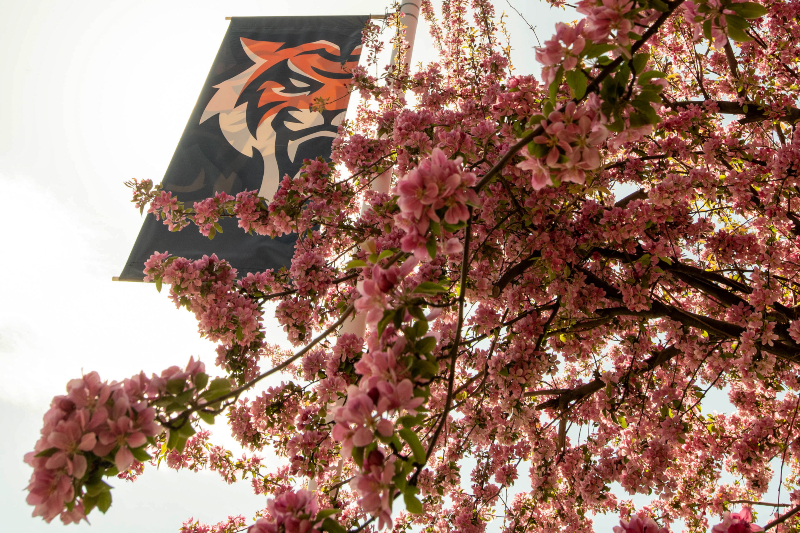 ISU Bengal banner flies behind crab apple tree in spring