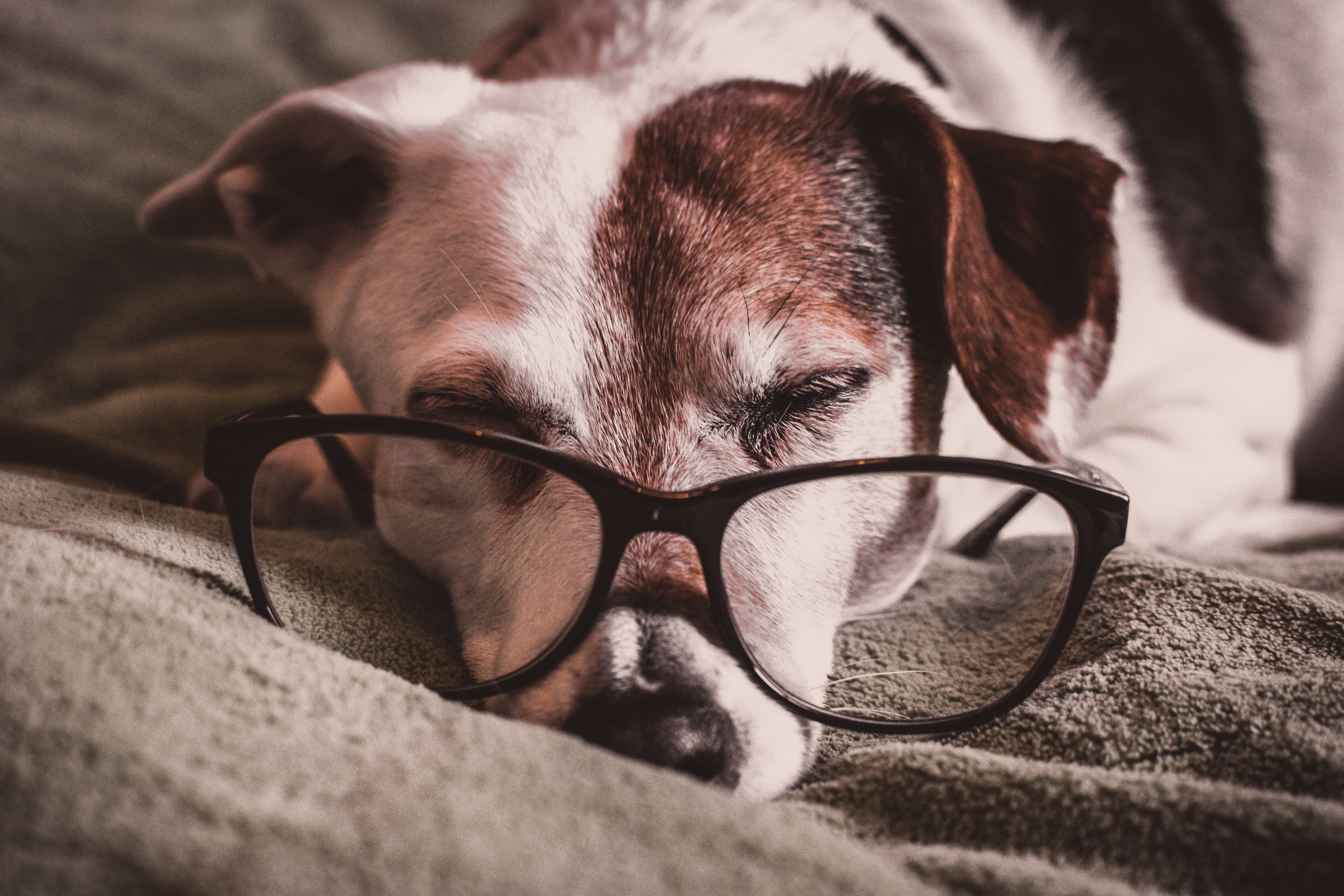 Tired dog with glasses
