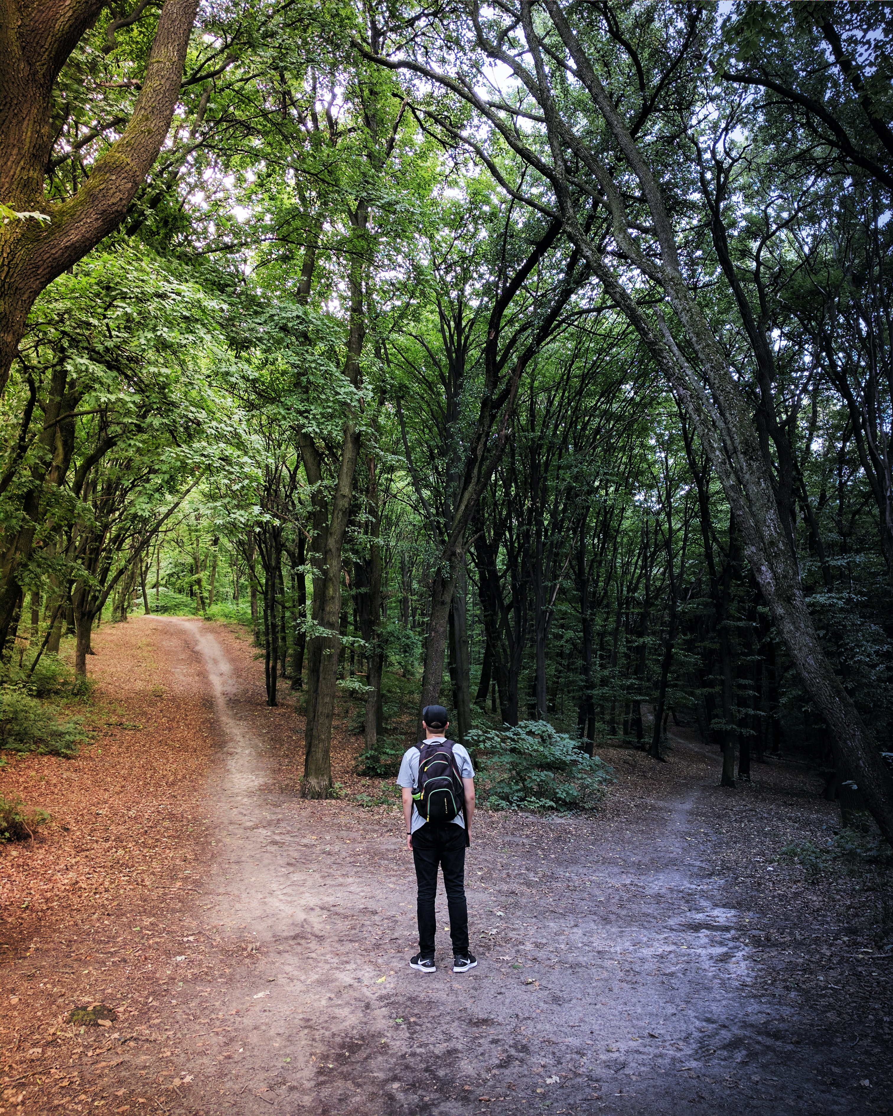 Person in a forest with split directions