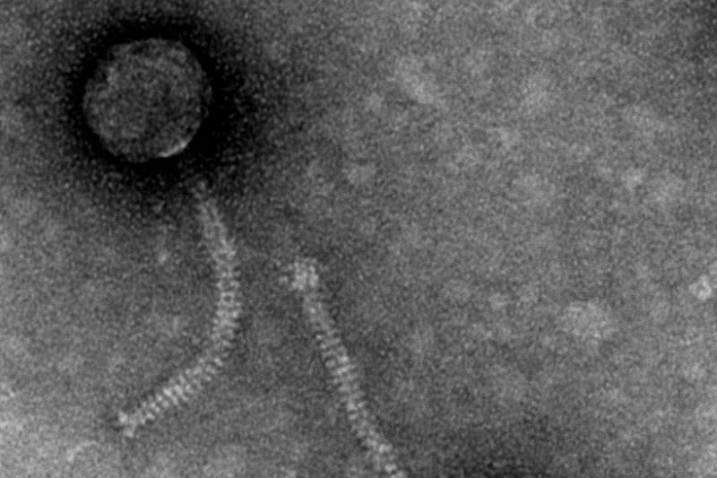 Phage Forward Link