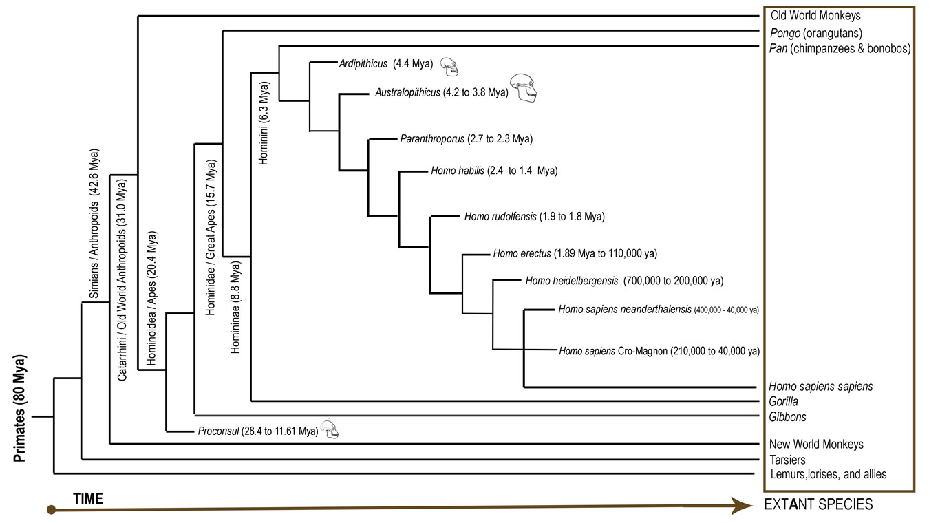 Primate evolution tree diagram