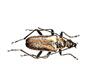 cerambycid beetle