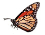 monarch butterfly