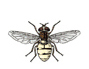 syrphid fly