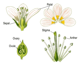 general flower parts