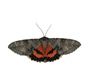 noctuid moth