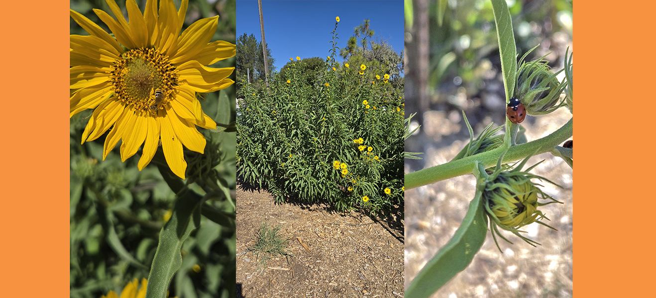 Banner of pollinator friendly gardens