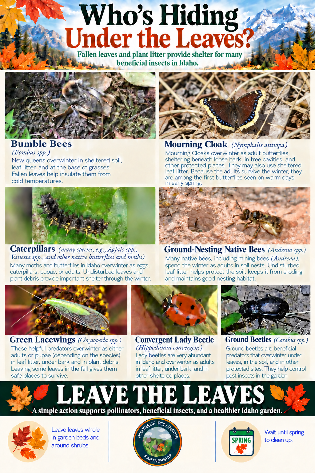 Fallen leaves and plant litter provide shelter for many beneficial insects in Idaho. The simple action of leaving the leaves and waiting until spring to clean up supports pollinators, beneficial insects, and a healthier Idaho garden.