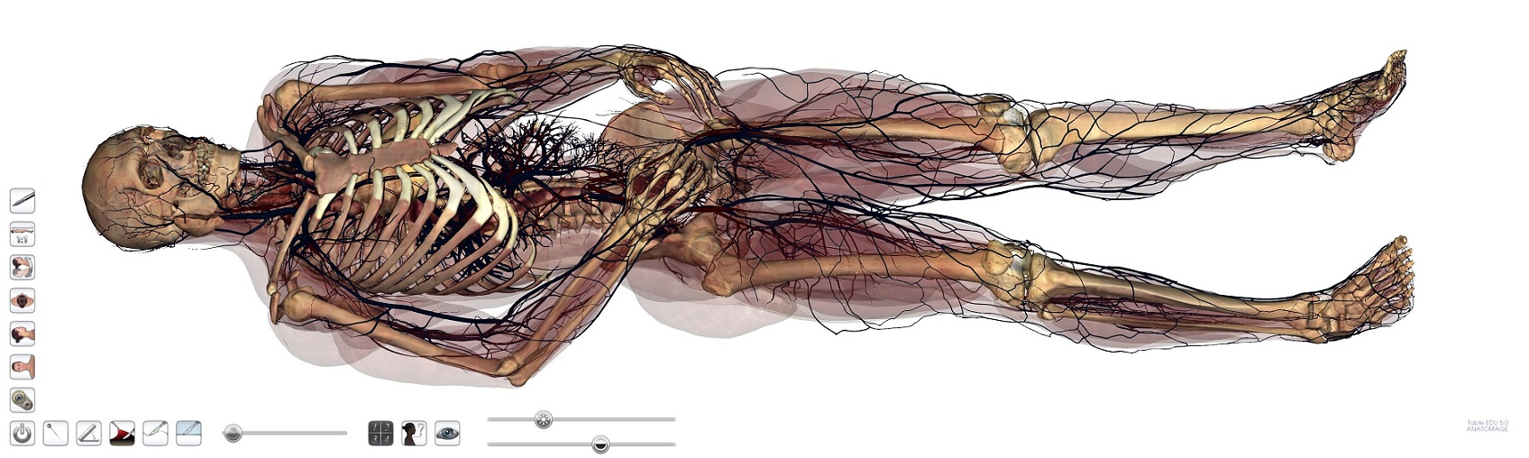 Anatomage