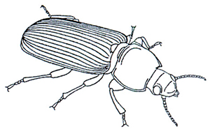 Darkling Beetle