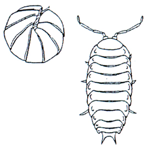 Isopod