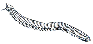 Millipede