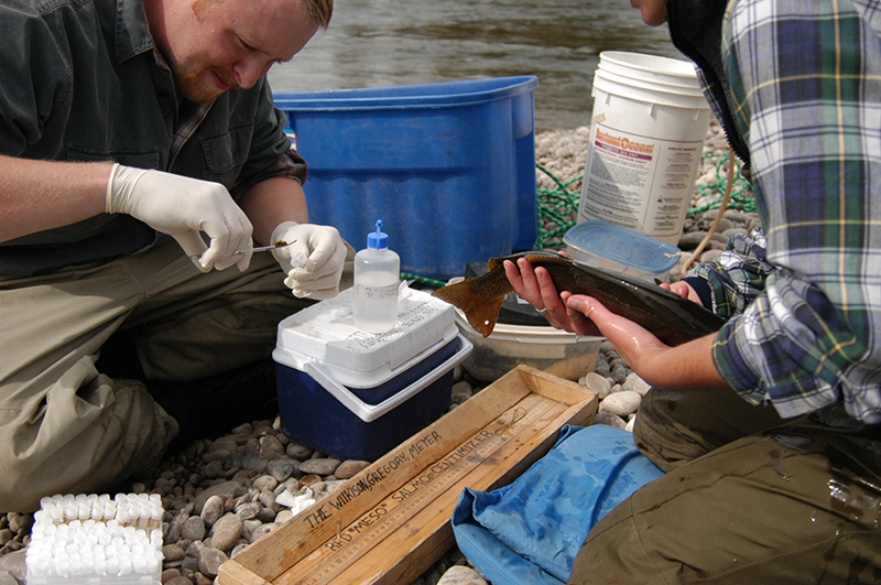 09-18-03 Steve and Meredith Seiler collecting trout genetic samples; South Fork of the Snake River, ID