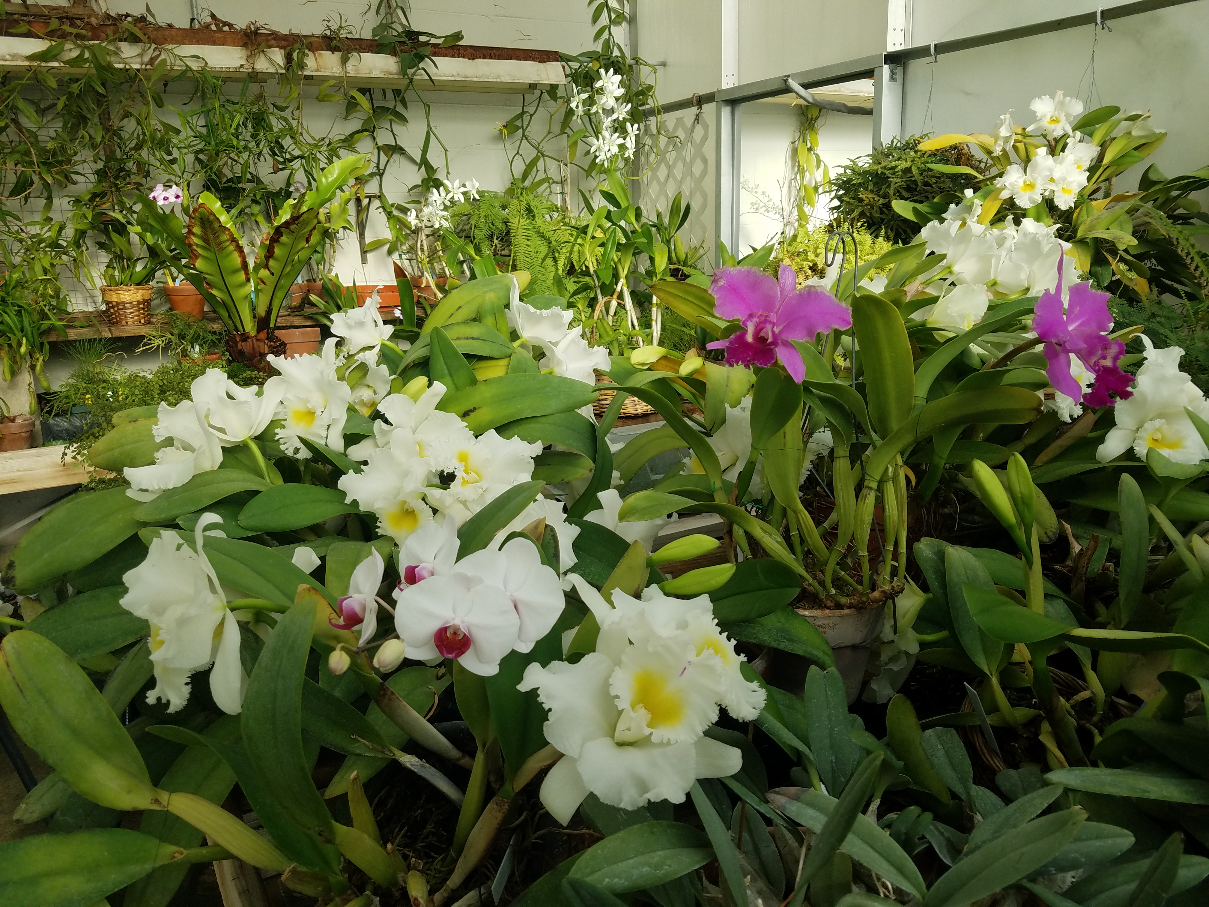 Plants inside the greenhouse