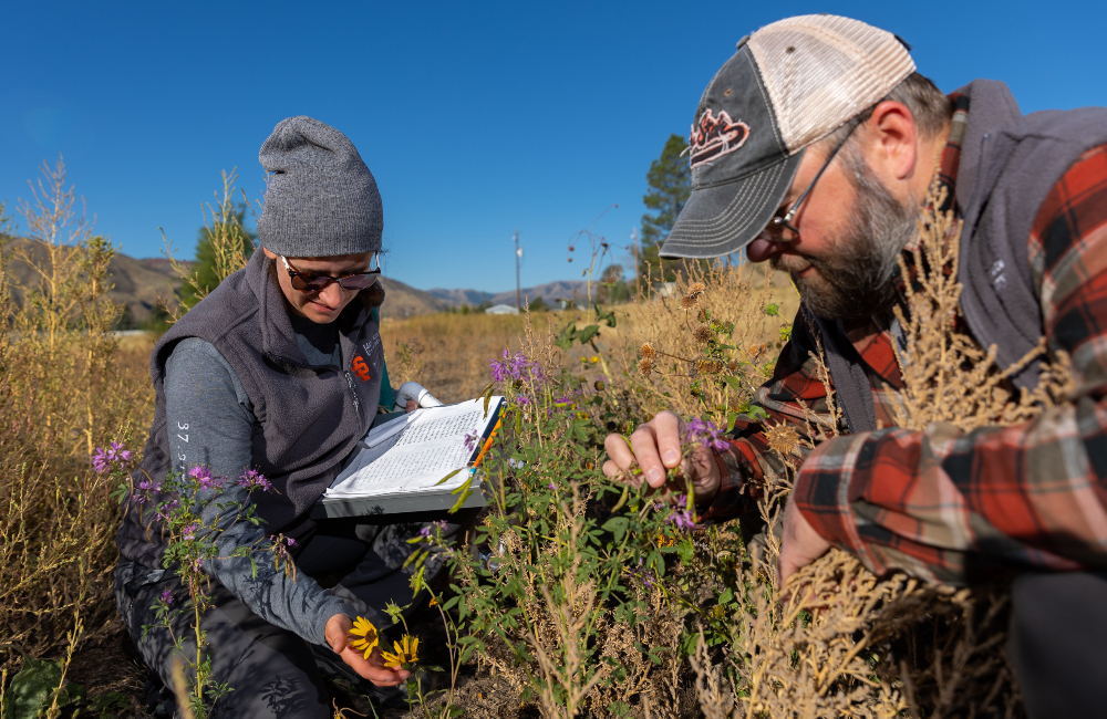 Research on how adding certain types of bacteria, fungi, and micronutrients to the soil may improve restoration