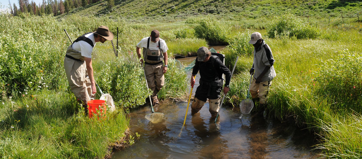 Four men fishing with nets in a stream.