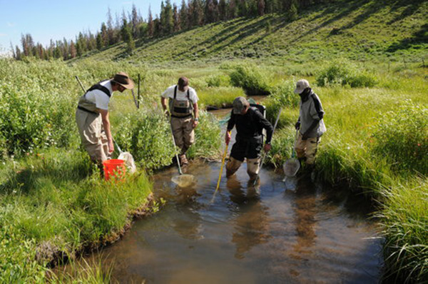 08-25-14 Stream ecology dip netting 