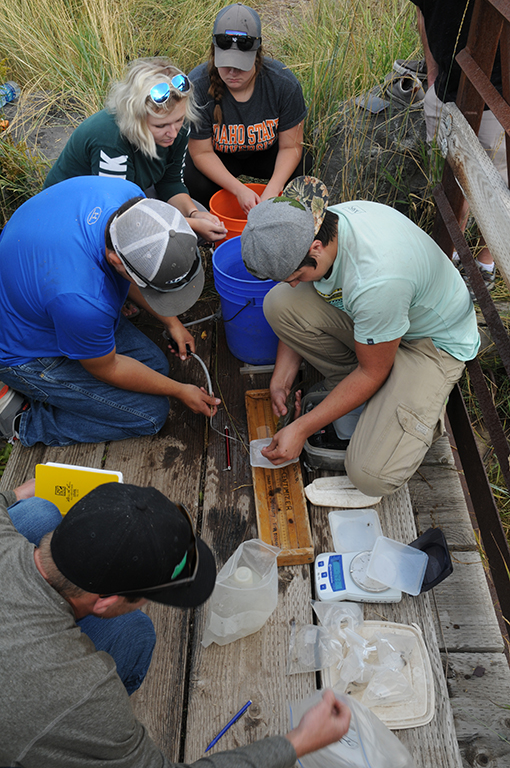  09-14-17 Fish Ecology class measuring trout; Mink Creek, Pocatello, ID.