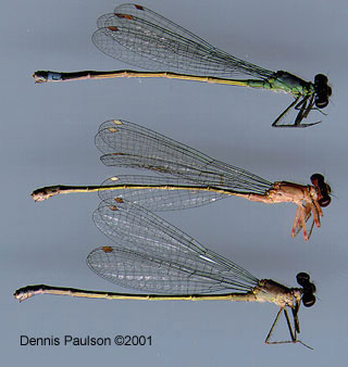 Pacific Forktail Damselflies