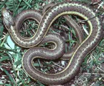 Western Terrestrial Garter Snake photo by Charles Peterson