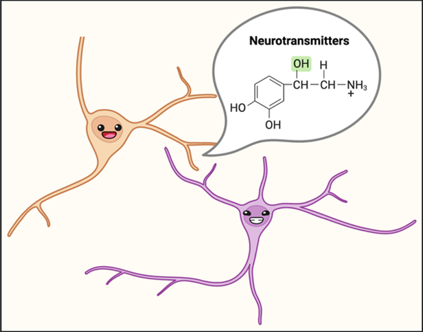 Neurotransmitters are chemicals secreted by brain cells (neurons) that transmit messages to other neurons or cells.