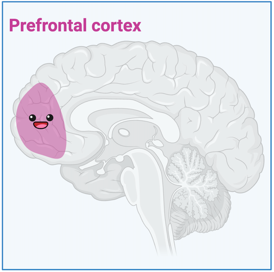 Fig. 2. Prefrontal cortex is responsible for decision-making, attention, social interactions, and the maintenance of working memory.