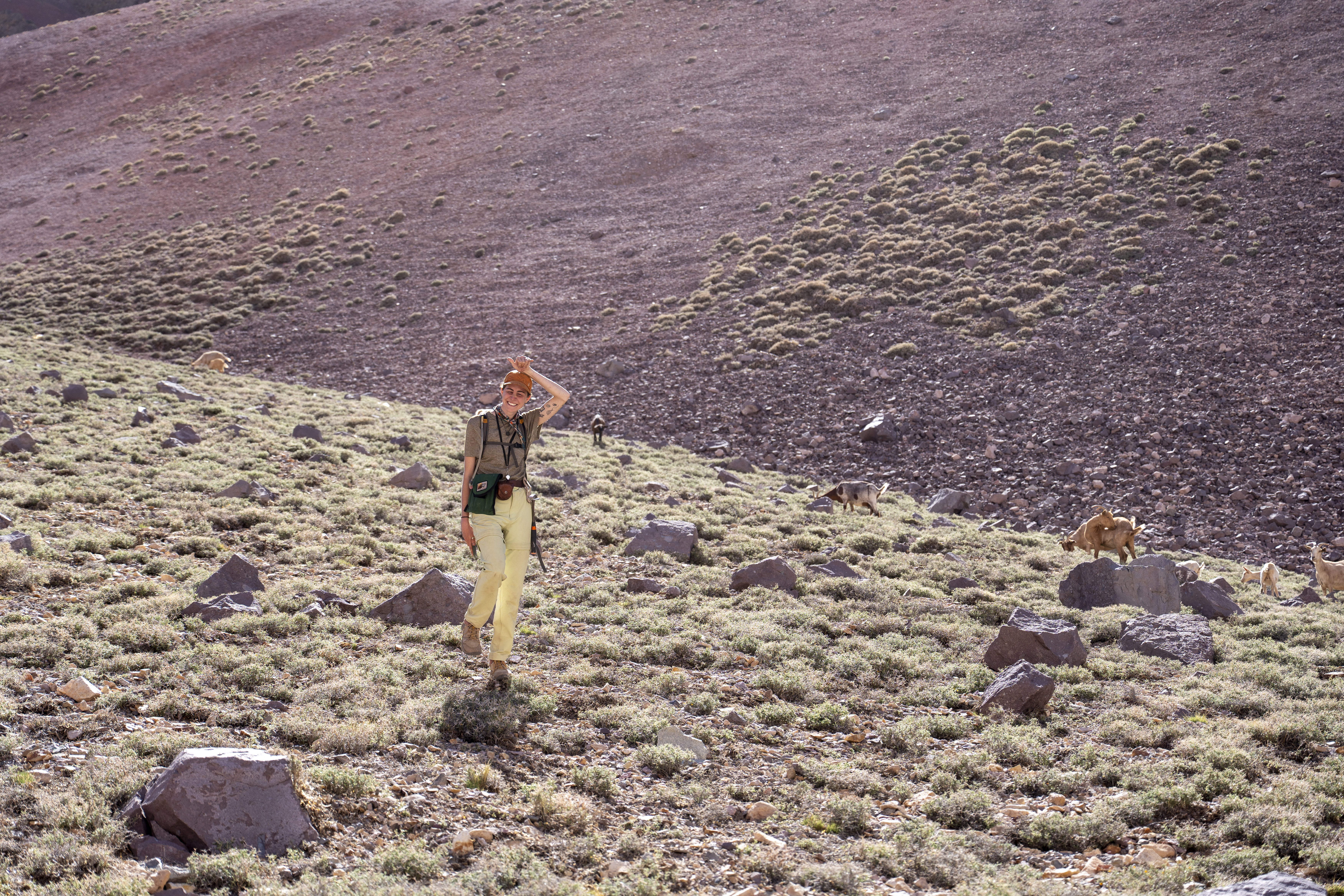 A geologist in yellow pants and an orange cap walks through a rocky, high-altitude landscape dotted with grazing mountain goats.