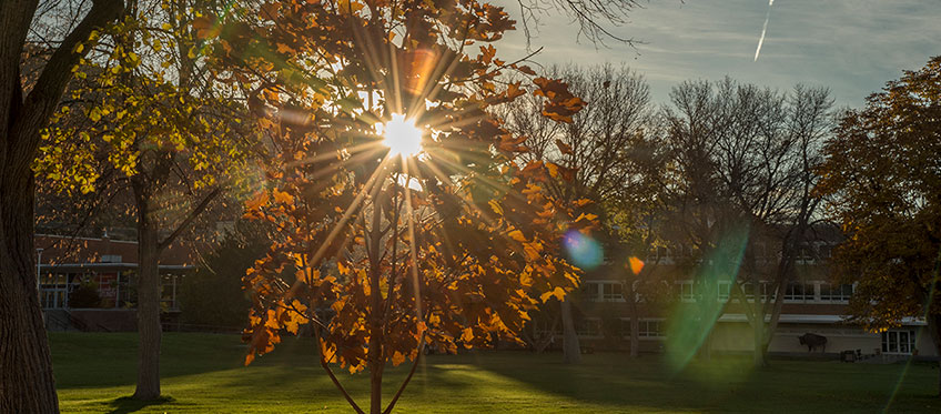 Sun rise through trees on the quad