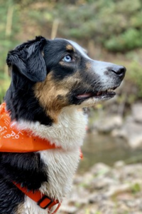 An English shepherd dog