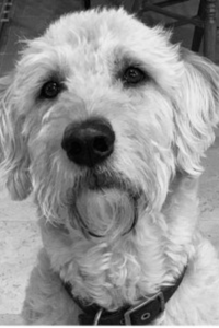 A black and white picture of a dog