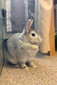 A chinchilla bunny sitting on the floor