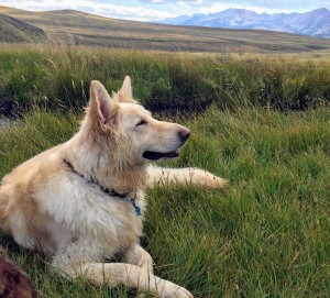 Sophie Portrait in Field