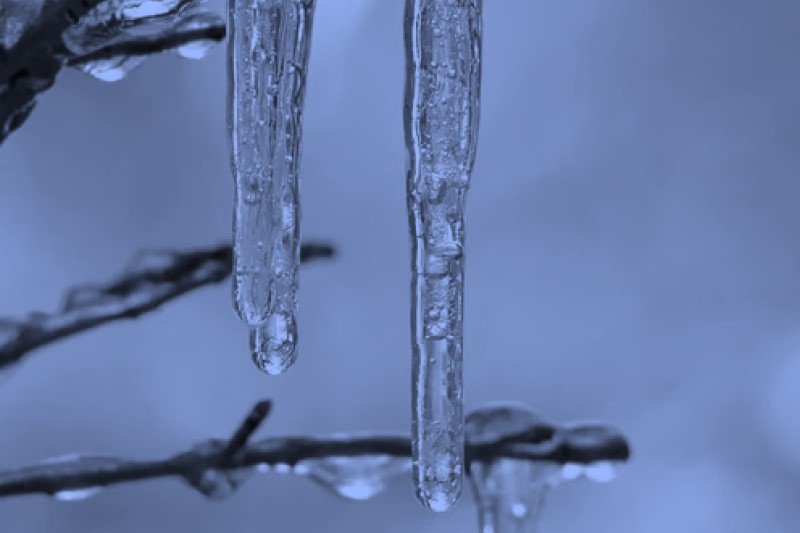 Two icicles dripping off of think branch of tree