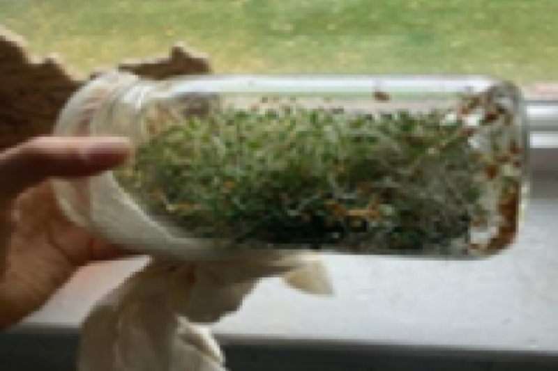 Sprouts growing in a glass container