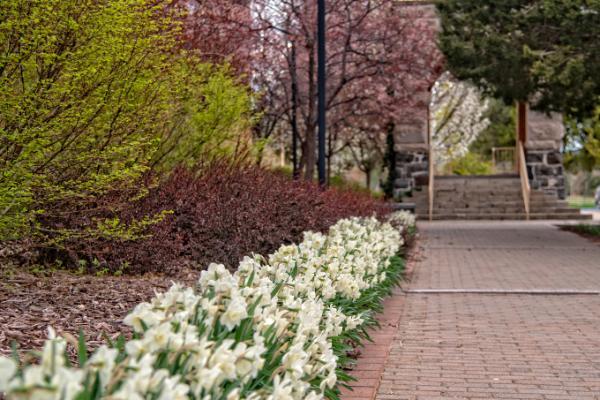 Image Used for Column Heading