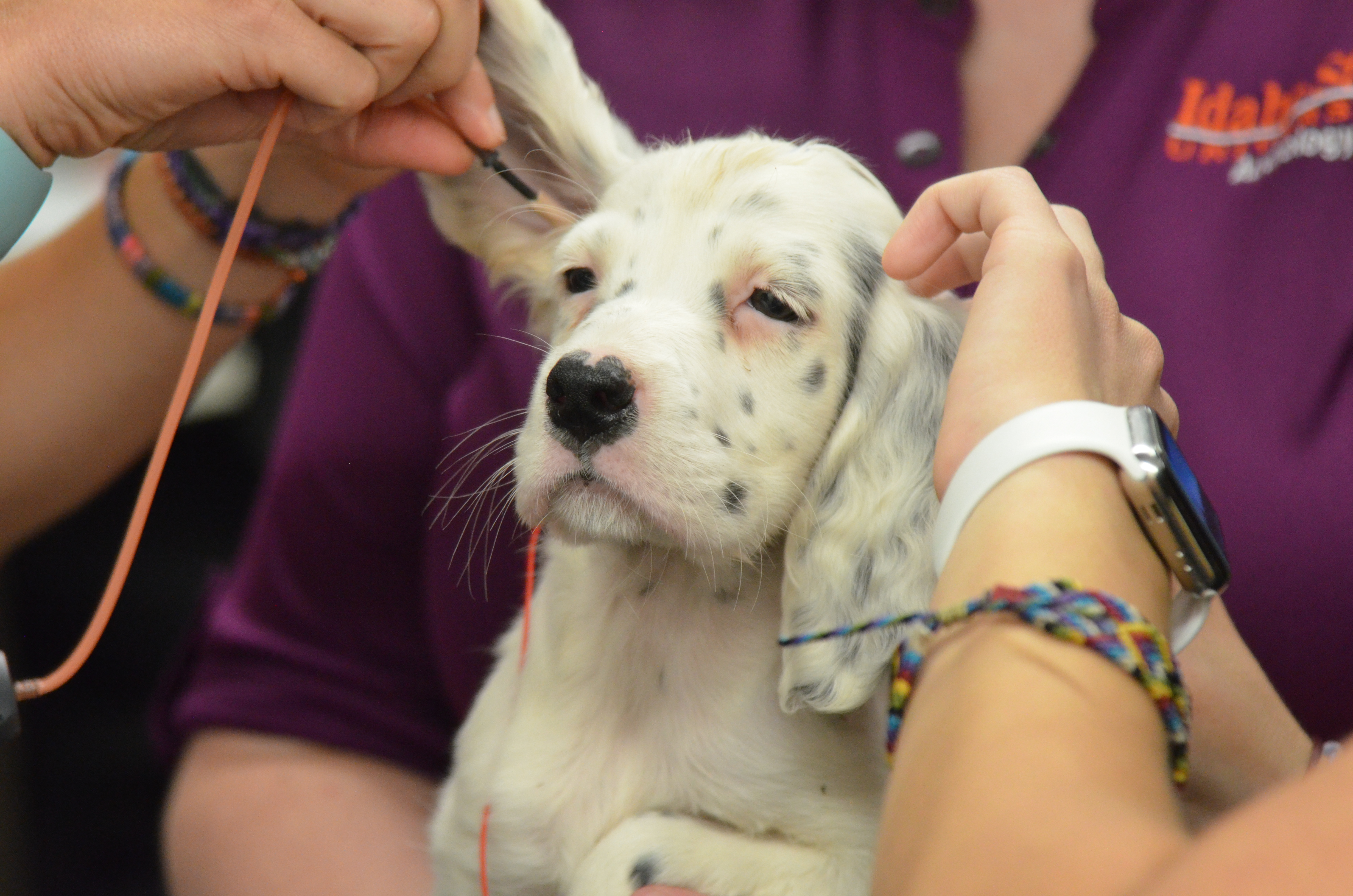 ISU audiologist checks hearing of Ryman Setter puppy
