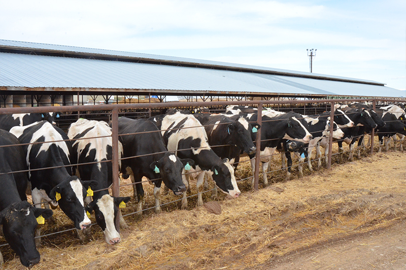 Cows at Eagle Ridge Dairy poke their heads through a fence to find out who all the people are and why they're there at the dairy to visit.