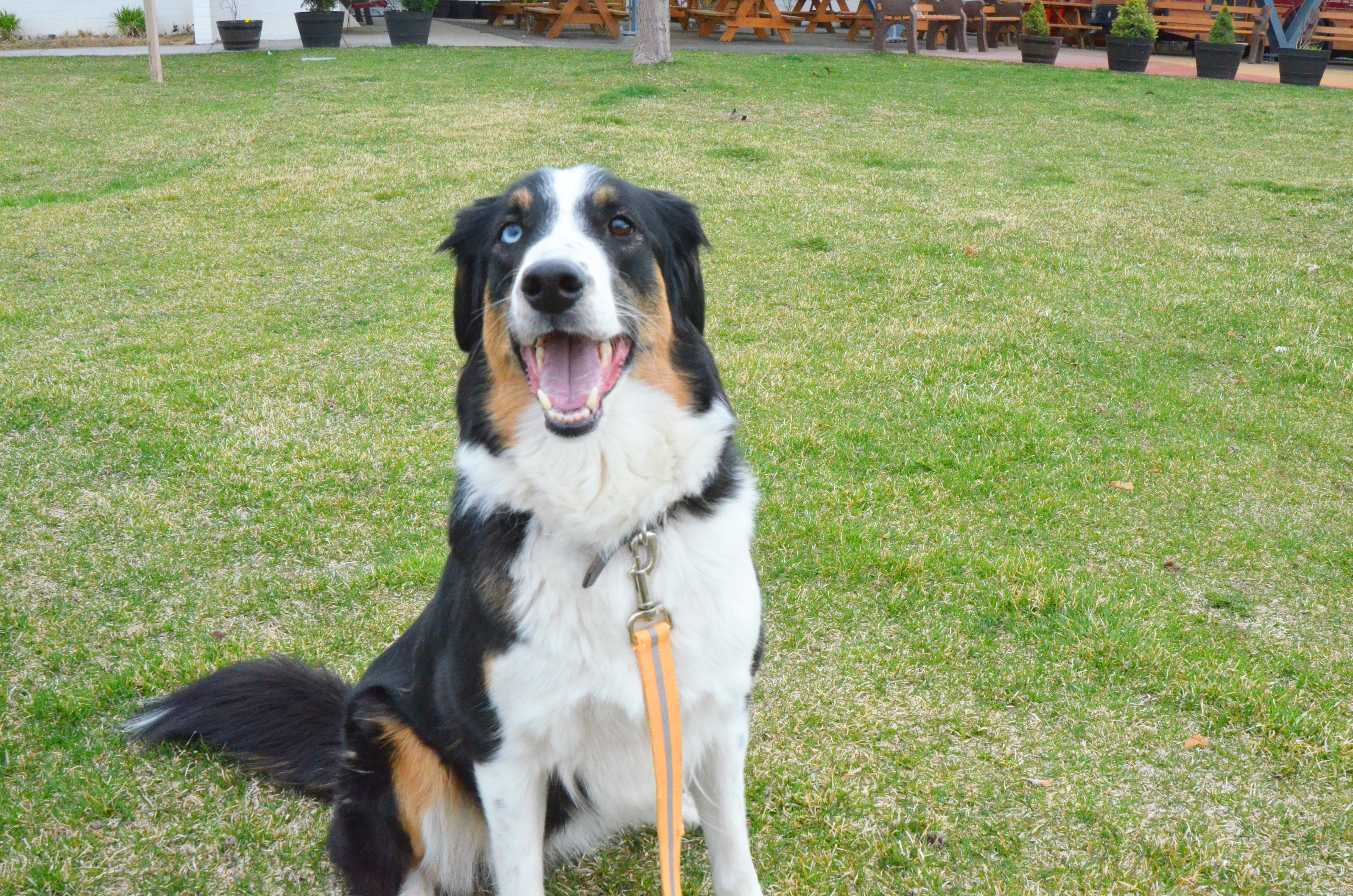 Star, a trained therapy animal is white, black, and brown and has one black eye and one blue eye. 