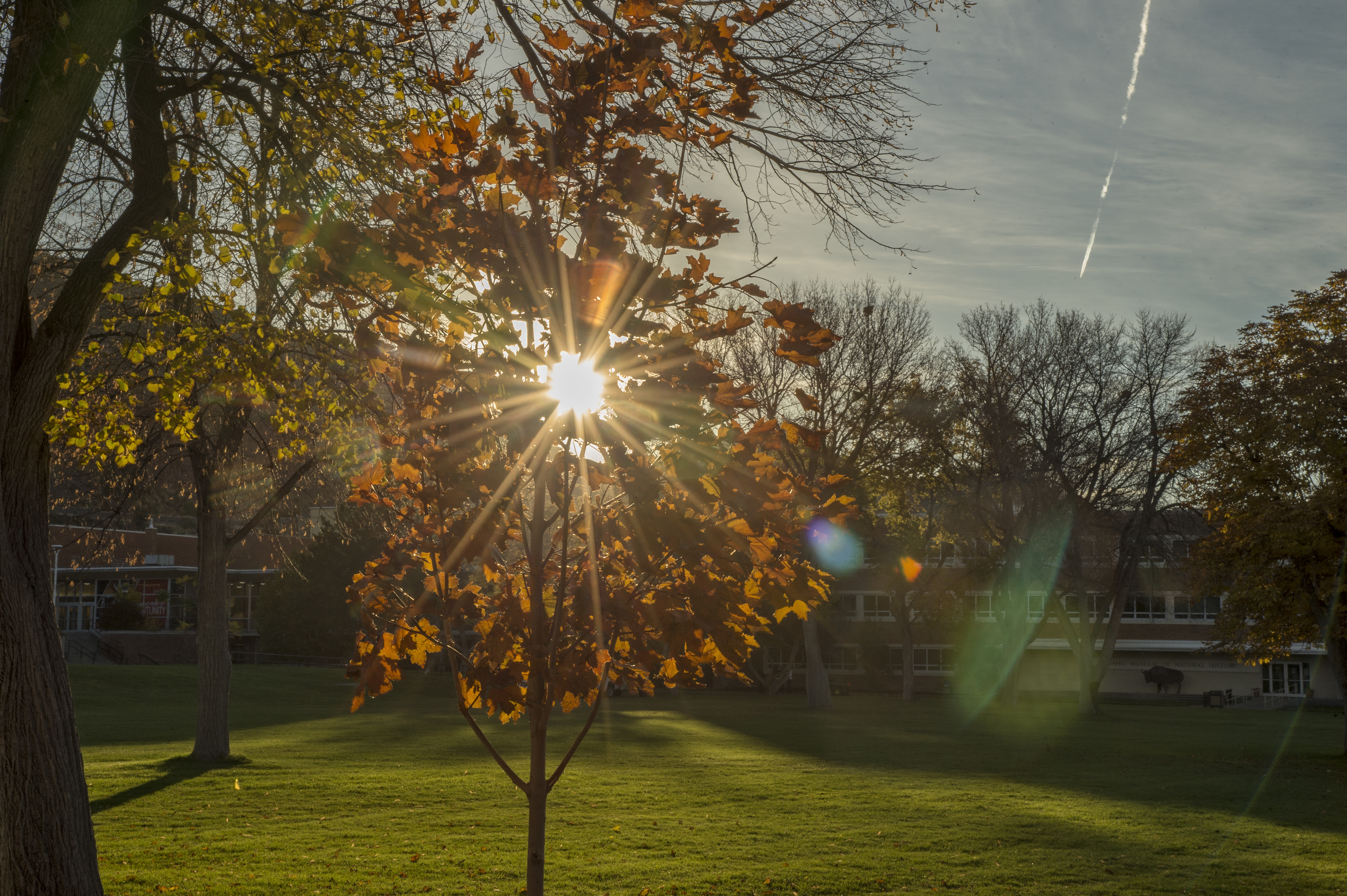 Sunburst through the fall tree on campus