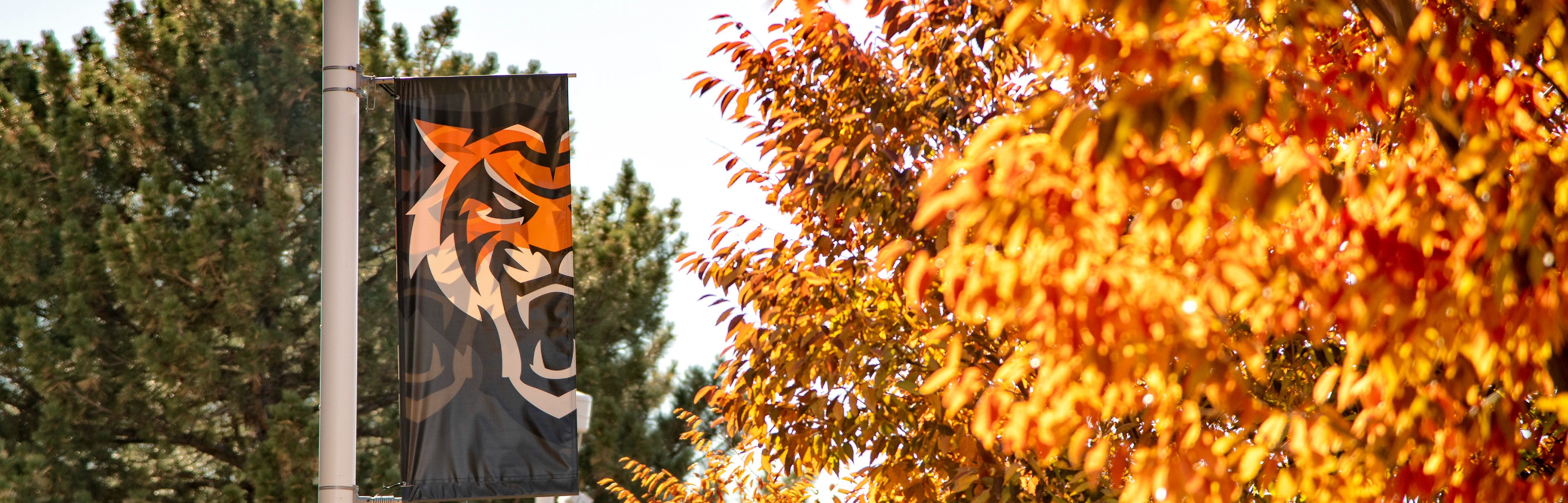 ISU branded flags along a sidewalk with fall leaves.