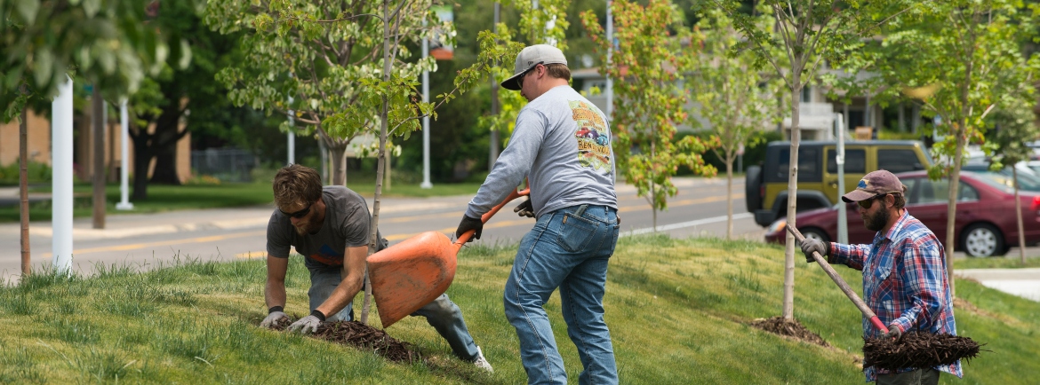 Grounds keepers working with shovels and wheelbarrows.