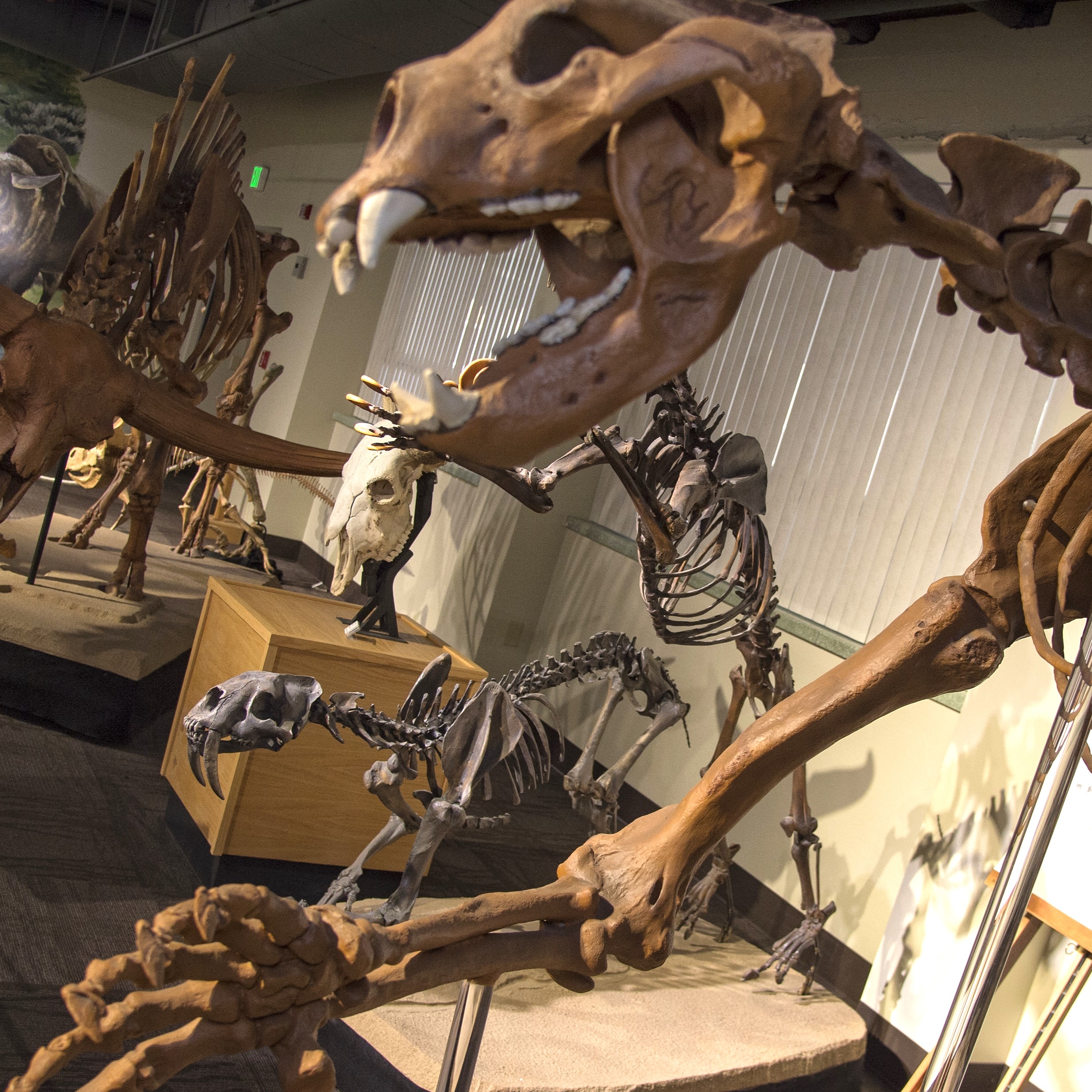 In the foreground a close up of a bear skull with a giant bison skeleton in background.