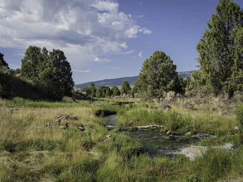 Kackley Creek running through juniper trees