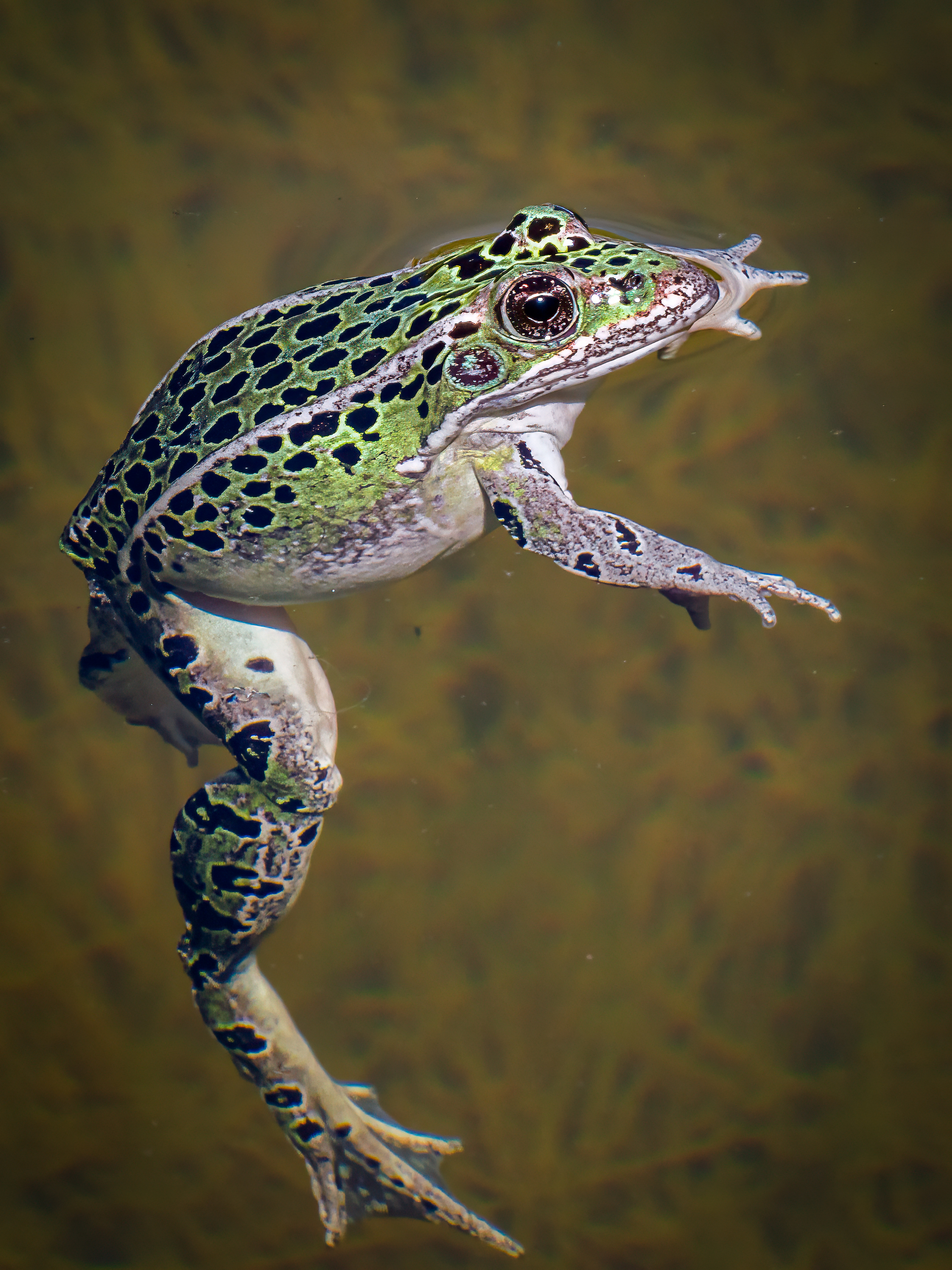 Adult Northern Leopard Frog floating in pond.