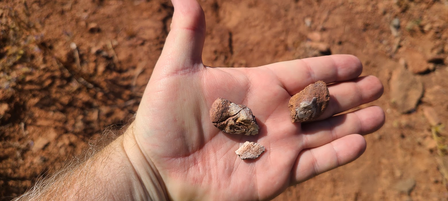 Bones from 300 million years ago