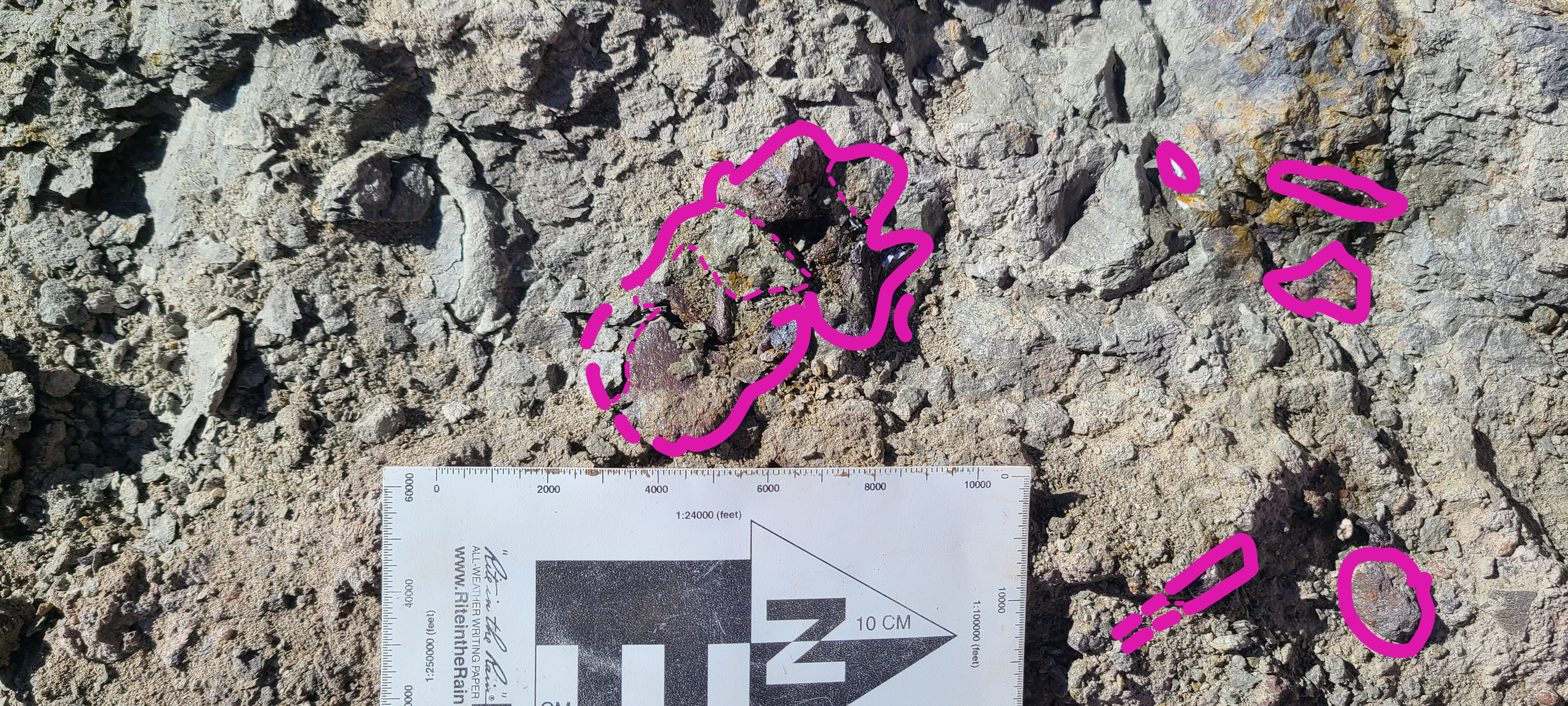 Phytosaur bones from southeastern Utah, outlined, as they were found by the team.